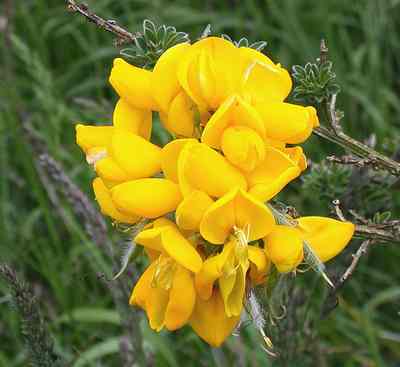 Spanish Broom